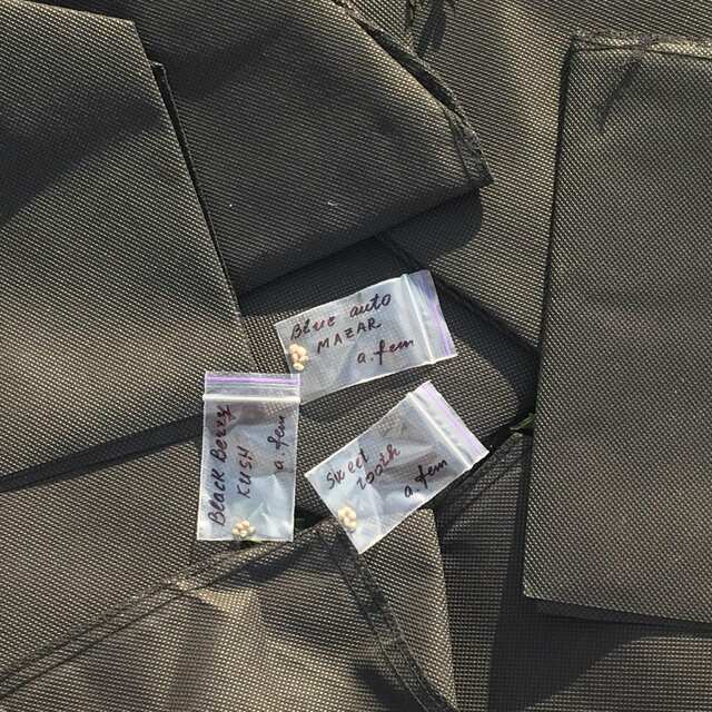 TrihomaTGK_GROW_2.jpg