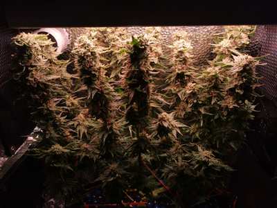 Gorilla glue PC GROW от 1 до 84