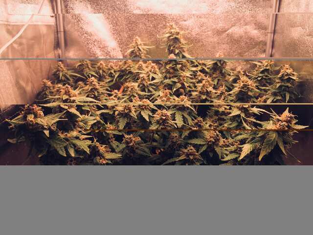 Gorilla glue, Gagarin 85 дней