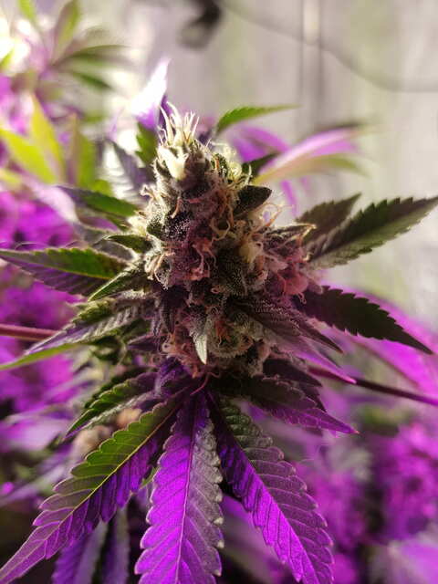 AK-47