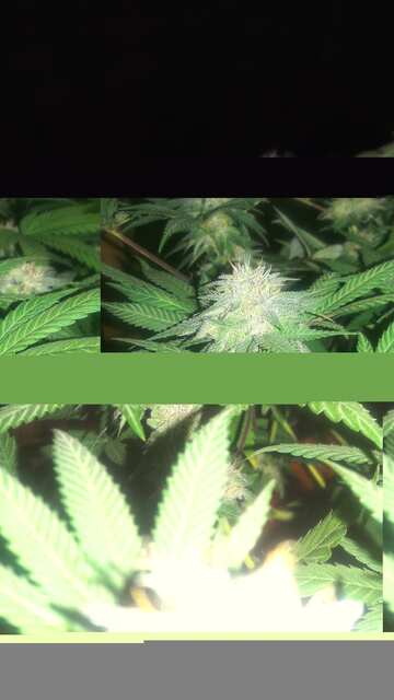 Joker indoor