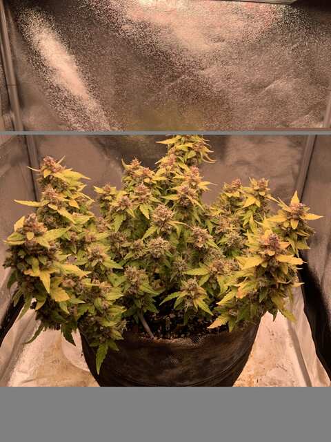 Auto Gagarin 99 дней