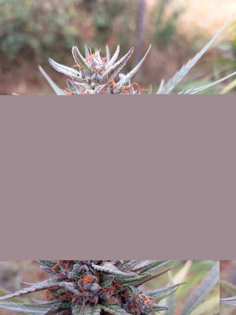 AKS47 (4)