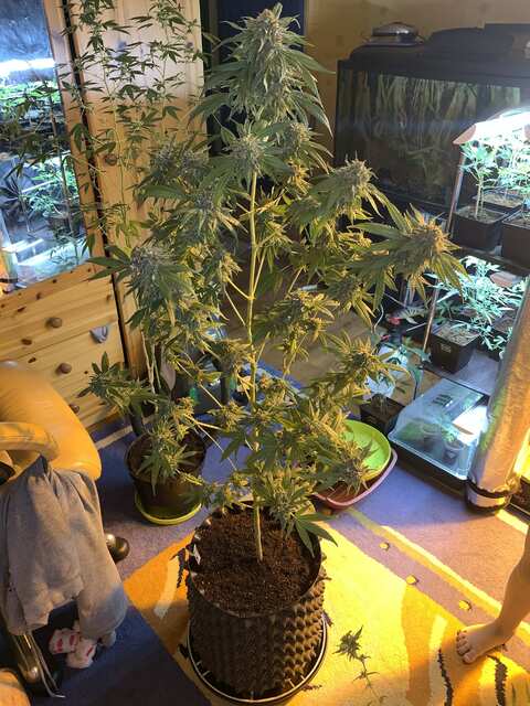 SFV OG KUSH