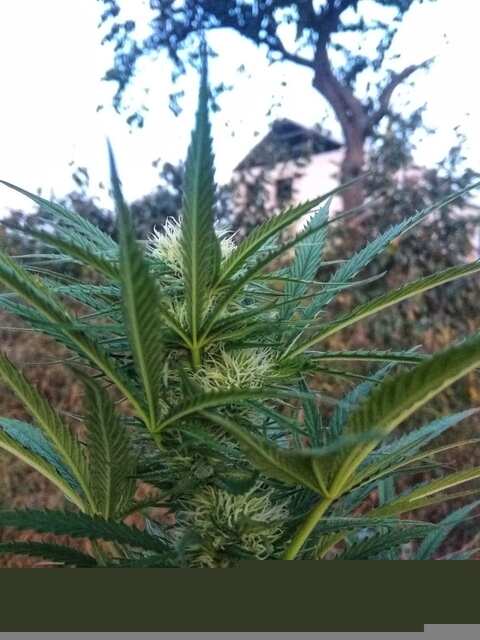 Bloommm