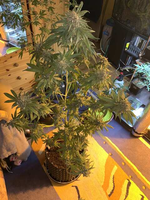 SFV OG KUSH