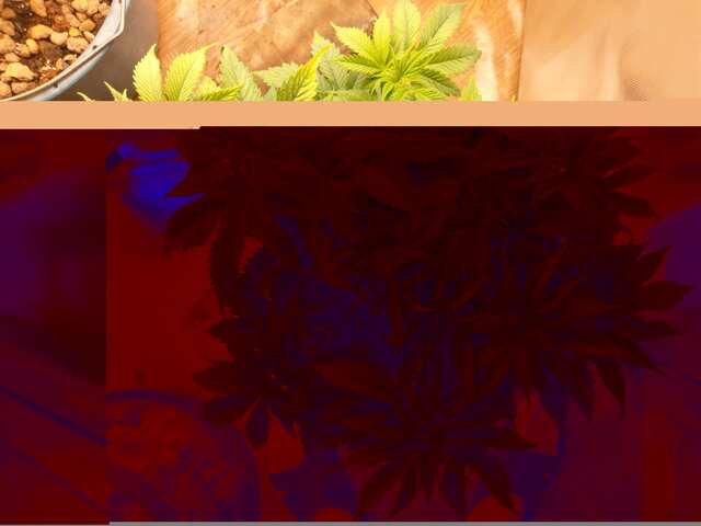 IMAG2070