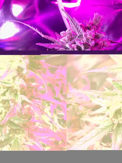 жидковатые шишки кремовой карамельки