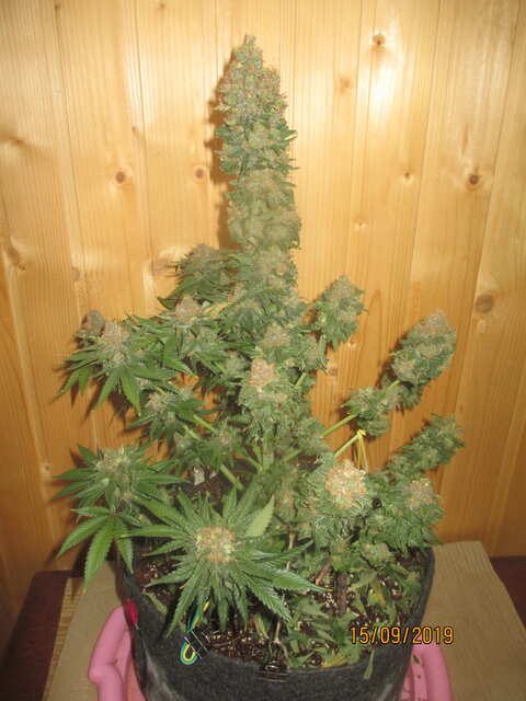 LSD...Errors Seeds...новый причухан???)))