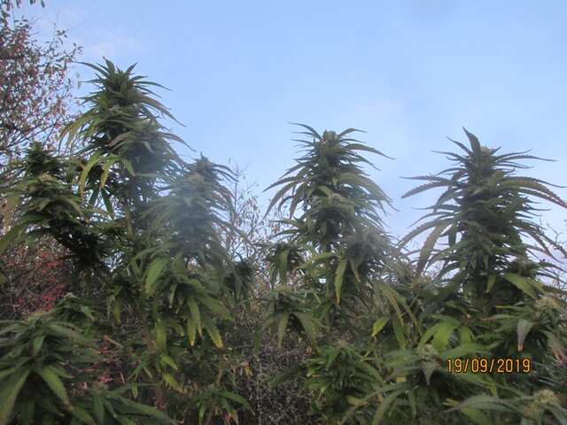 Critical Kush...Barneys Farm