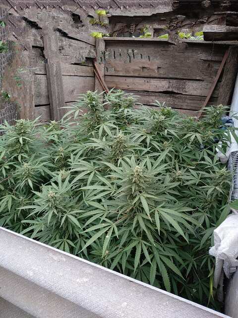 Тест фем