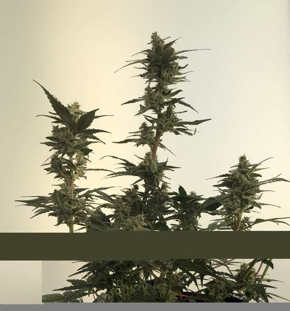 63 день Cream Caramel Auto Fem