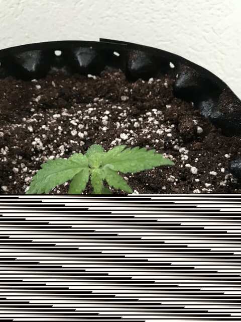 5 дней от каски Crime Caramel Auto