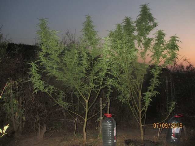 Critical Kush...Barneys Farm & Cheese...Green House Seeds