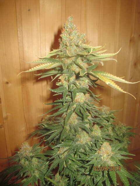 LSD...Errors Seeds...коко 10л