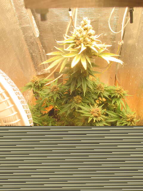 LSD...Errors Seeds...промываю водой