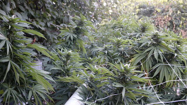 Осень  ...уж стигмы появились )