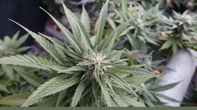 Шишка Лешего