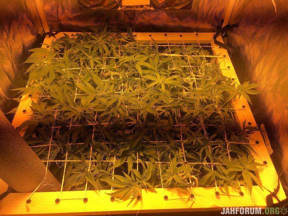 1417827_mendocino-skunk-paradise-seedsparadise-seedsmendocino-skunk.thumb.jpg.111a8fad89c4b25718f12576b93168ac.jpg