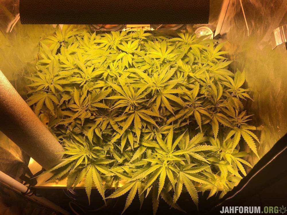 1432094_mendocino-skunk-paradise-seedsparadise-seedsmendocino-skunk.jpg