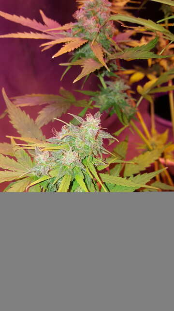 Auto lsd