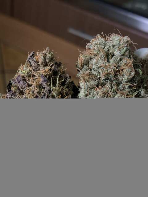 Amnesia haze vs Amnesia haze