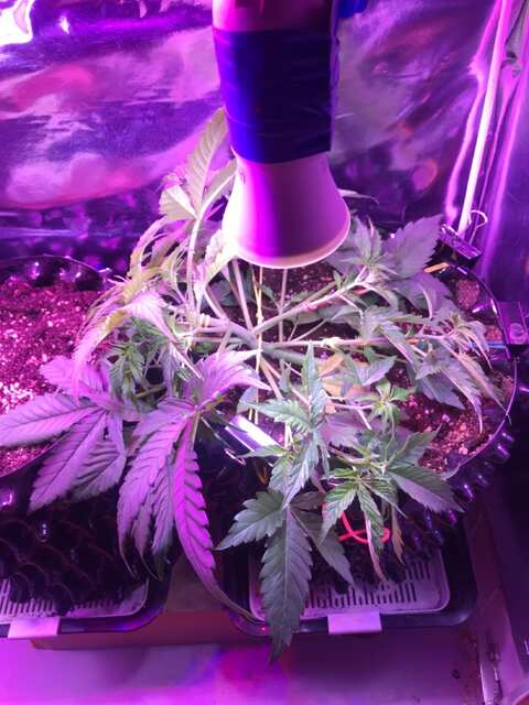 LST 2