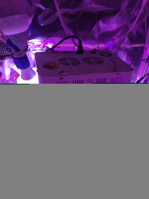 West Coast OG KUSH и Crime Caramel Auto