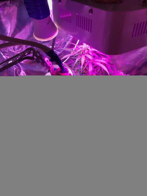 31 день от каски)))