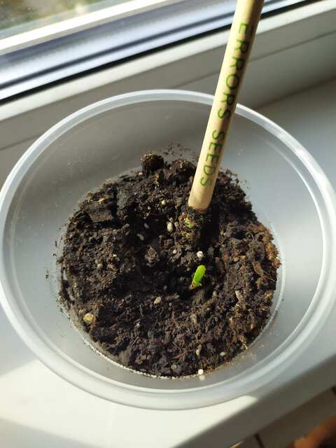 Прорастаемость семян марихуаны стелс упаковки Errors Seeds