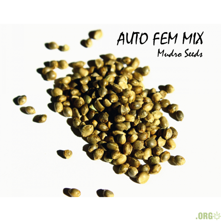 auto fem mix mudro seeds-1000x1000.png