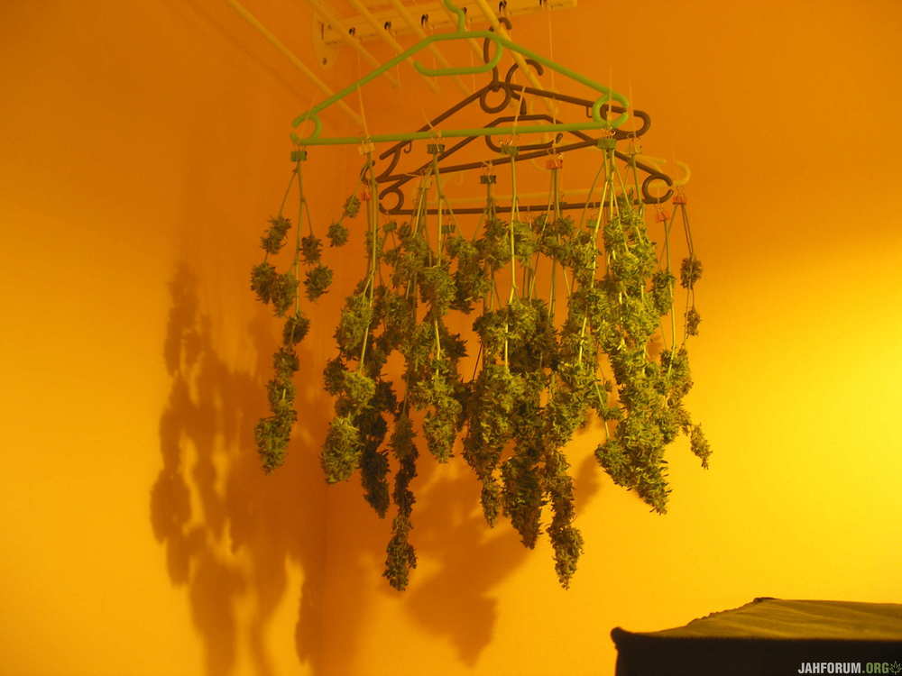 AK_101_HARVEST (5).JPG