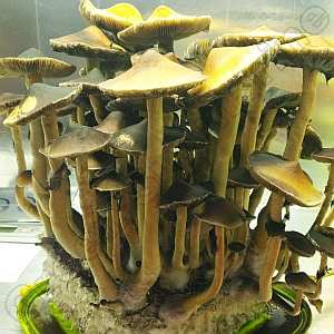 627019351_PsilocybeCubensis-Cambodian.jpg.1f7805cc64f3cfbca3beecdbed2c2884.jpg