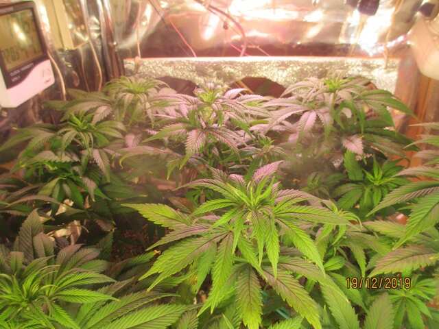 OG Kush...Dinafem