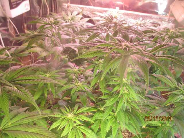 OG Kush...Dinafem...зацвела, епт)))