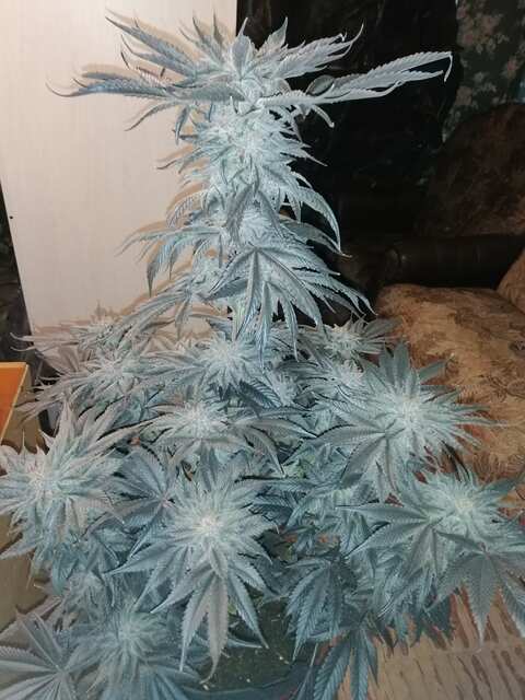 GOLOSA ??DLS
