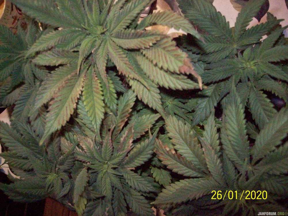 000_0001.thumb.JPG.1082346260ea7d3f28b19a4c60f05bfc.JPG