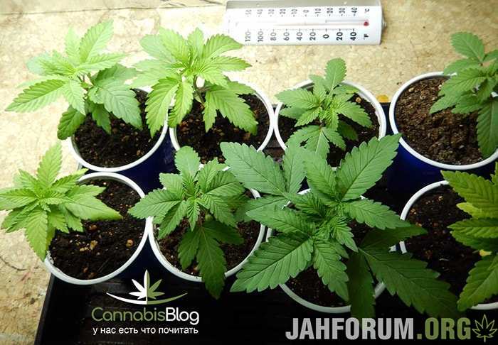 cannabis-seedlings-ready-to-transplant.jpg.d72d75e6efbde82b42b46f55ac1d6f63.jpg