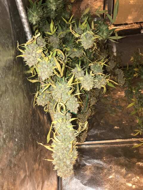 Strawberry Glue ??