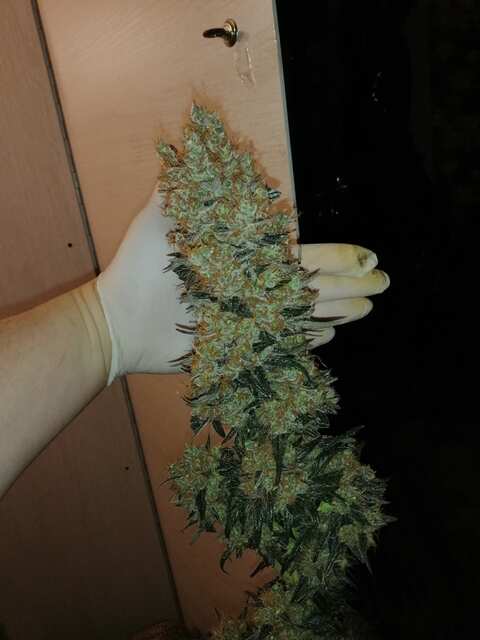 Cotton Candy
