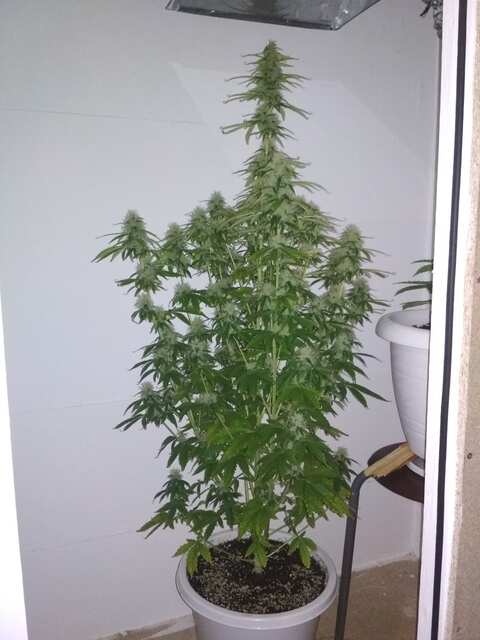 Dutch passion auto Mazar fem