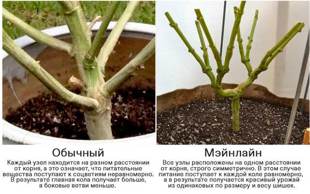 mainlining_vs_traditional