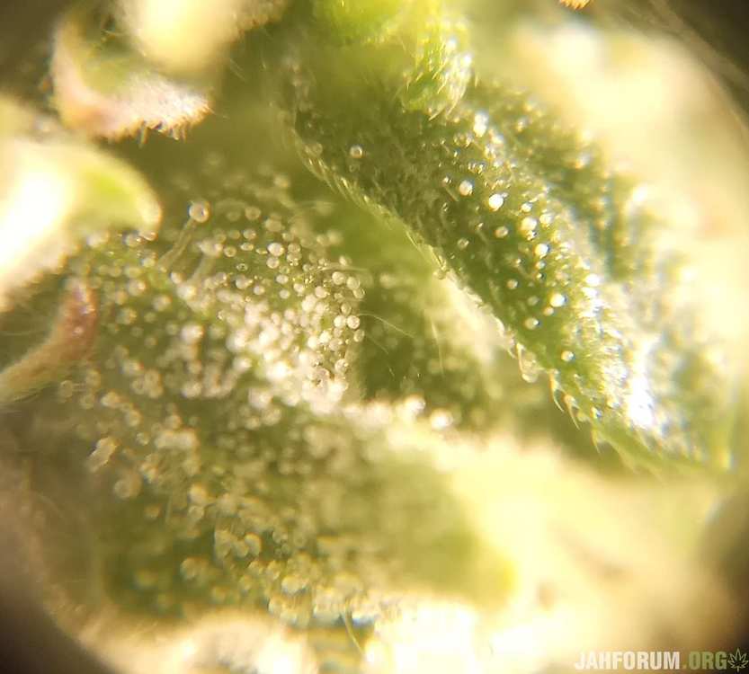 trichome1.thumb.jpg.d0feb5662f442b59d8e4d92ad7d7ef69.jpg