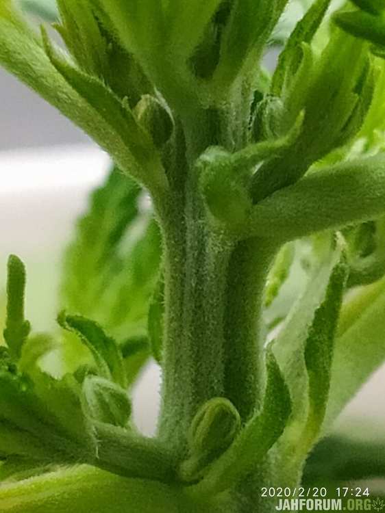 123.thumb.jpg.2be61a90e8e20e218e2d6c4f95f0d35d.jpg