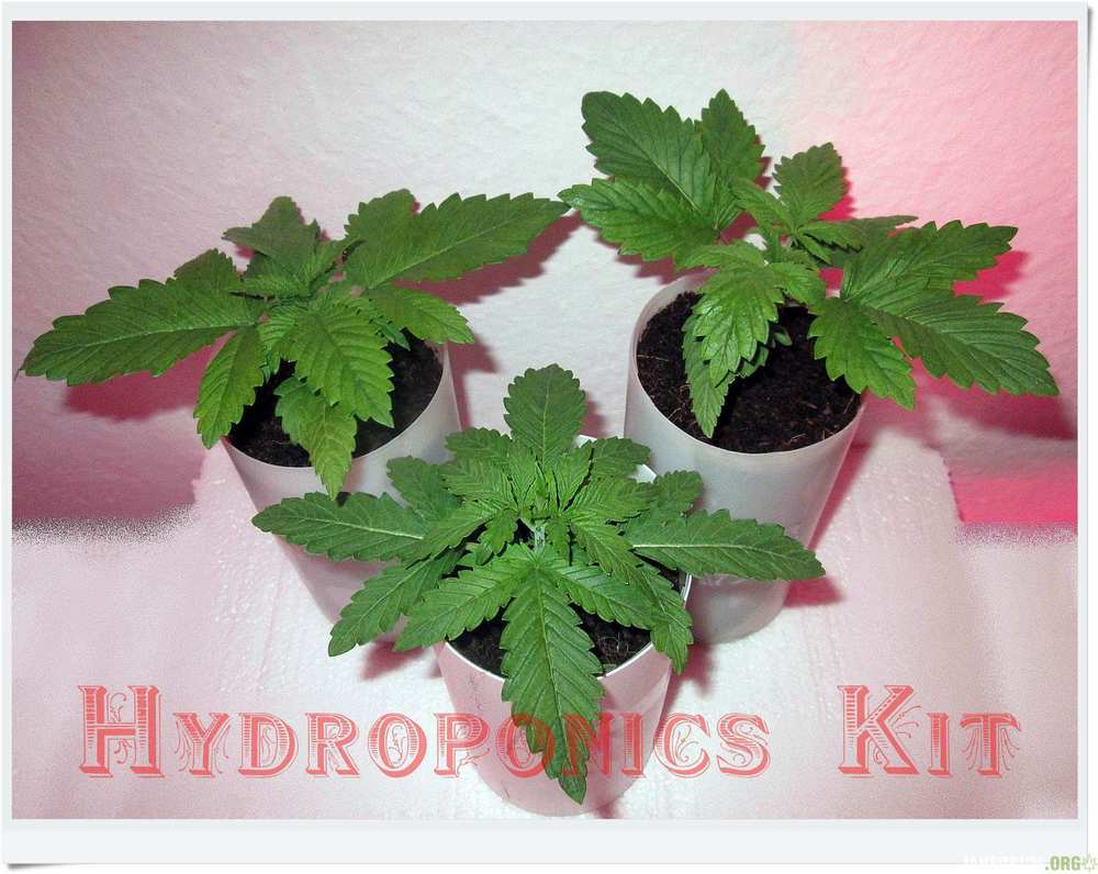 Hydroponics Kit.JPG