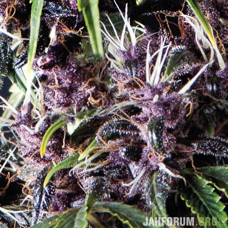 Purple-Autoflowering-800x800.jpg