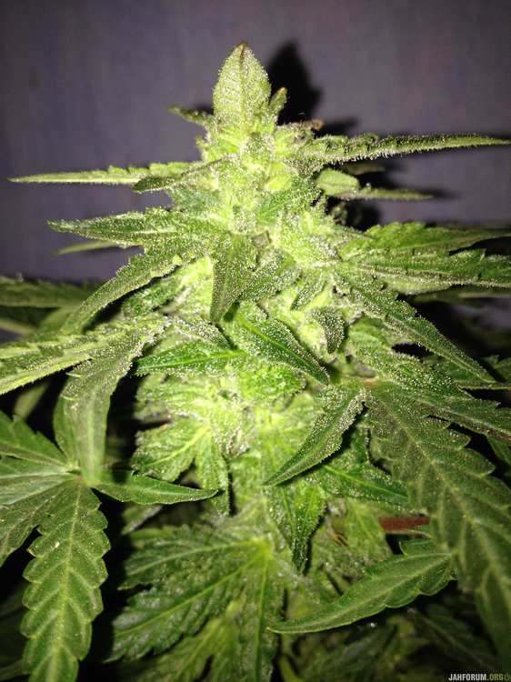 image.jpeg