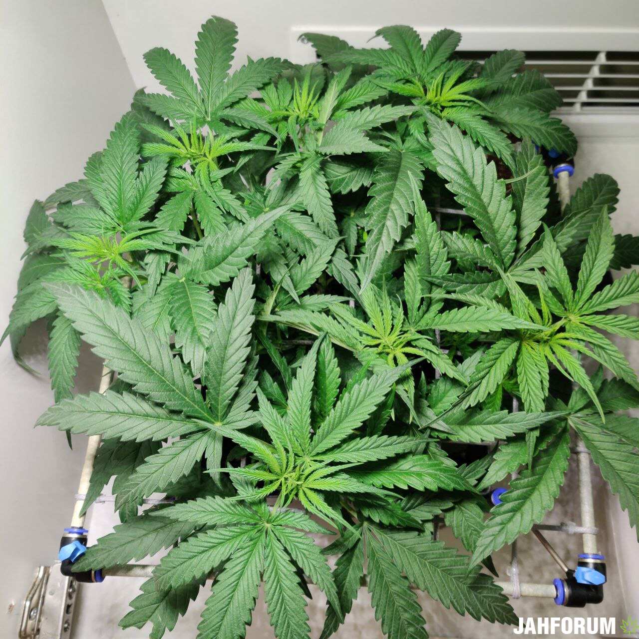 Critical Purple Kush
