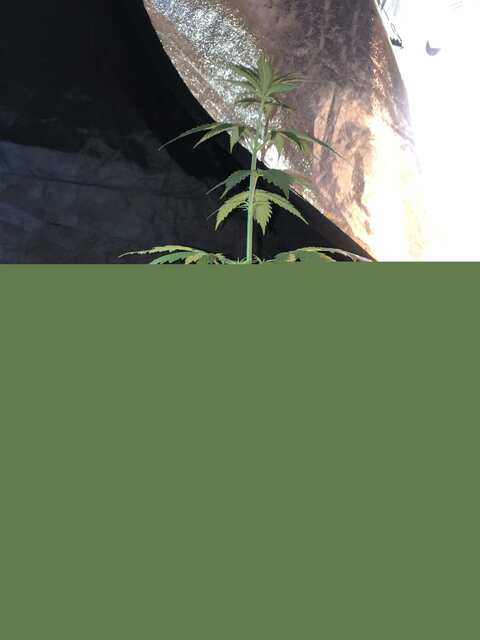 Morocco landrace
