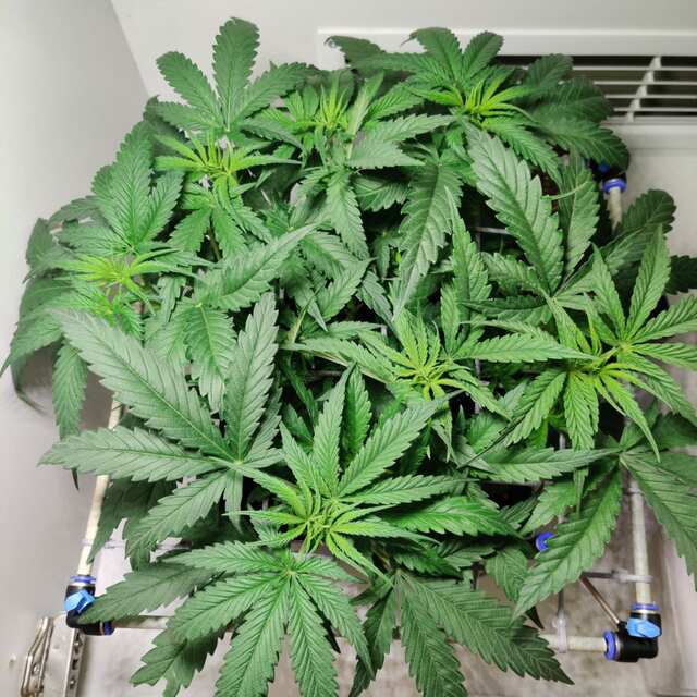 Critical Purple Kush